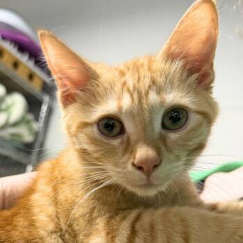 Dylan *Avail 6/27 at Biddeford Petsmart* -  Domestic Short Hair Cat for Adoption in Kennebunk, Maine - Dylan *Avail 6/27 At Biddeford Petsmart* | PetCurious