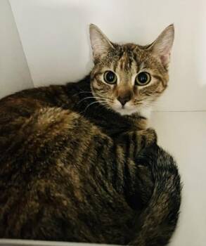 Domestic Short Hair Cats Available for Adoption - Hazel | PetCurious
