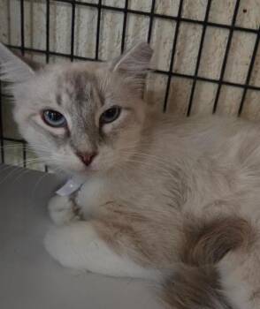 Uma -  Ragdoll and Siamese Cat for Adoption in Las Cruces, New Mexico - Uma | PetCurious