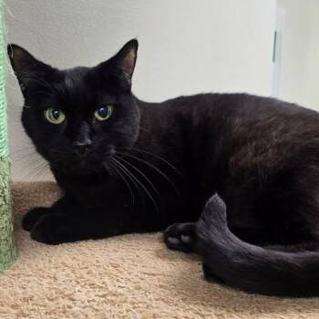 Panda -  Domestic Short Hair Cat for Adoption in Mazon, Illinois - Panda | PetCurious