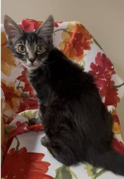 Wrangler -  Domestic Short Hair Cat for Adoption in Petaluma, California - Wrangler | PetCurious