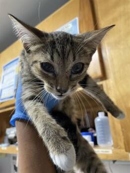 DARLA -  Domestic Short Hair Cat for Adoption in Tallahassee, Florida - DARLA | PetCurious