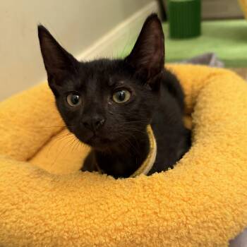 Starlight -  Domestic Short Hair Cat for Adoption in Liverpool, Texas - Starlight | PetCurious