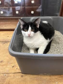 Rescue Domestic Short Hair Cats for Adoption in Springdale, Arkansas - Uhura | PetCurious