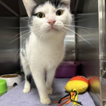 Domestic Short Hair Cats Available for Adoption in La Grange Park, Illinois - Scarlett | PetCurious