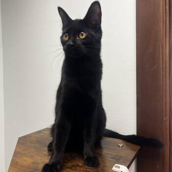 Maple -  Domestic Short Hair Cat for Adoption - Maple | PetCurious
