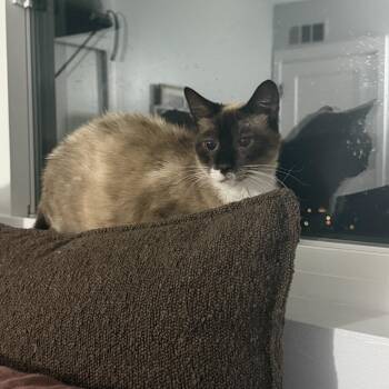 Mama Starky -  Siamese Cat for Adoption in Long Beach, California - Mama Starky | PetCurious