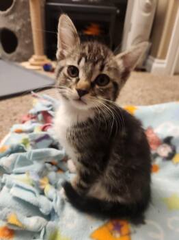 Rescue Domestic Short Hair Cats for Adoption in Great Falls, Montana - Percy | PetCurious