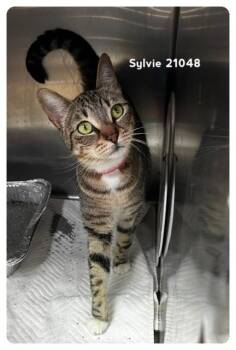 SYLVIE (see also SLOAN) -  Domestic Short Hair Cat for Adoption in Marietta, Georgia - SYLVIE (see Also SLOAN) | PetCurious