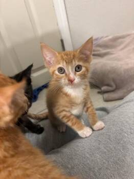Socks -  Domestic Short Hair Cat for Adoption in Radford, Virginia - Socks | PetCurious