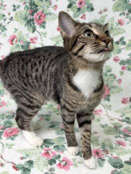 260252  Rosalee -  Domestic Short Hair Cat for Adoption in Wetumpka, Alabama - 260252  Rosalee | PetCurious