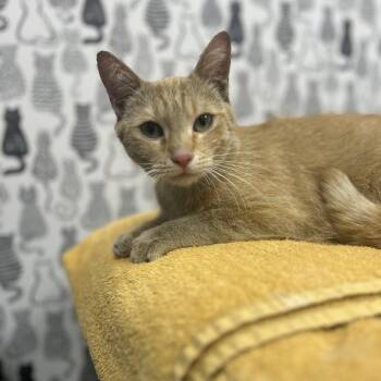 Stinky Minky -  Domestic Short Hair Cat for Adoption - Stinky Minky | PetCurious