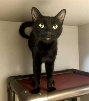 EMERALD -  Domestic Short Hair Cat for Adoption in Kalamazoo, Michigan - EMERALD | PetCurious