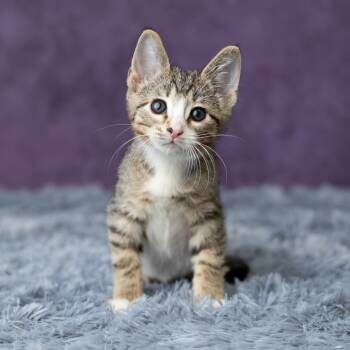 Rescue Domestic Short Hair Cats for Adoption in Saint Paul, Minnesota - Fionn | PetCurious