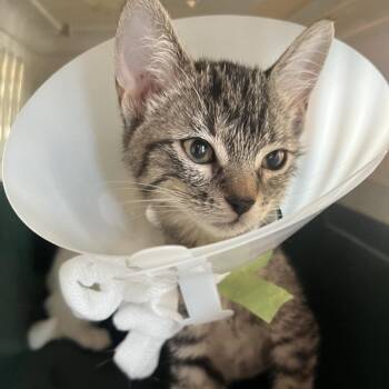 Pele -  Domestic Short Hair Cat for Adoption in Leander, Texas - Pele | PetCurious