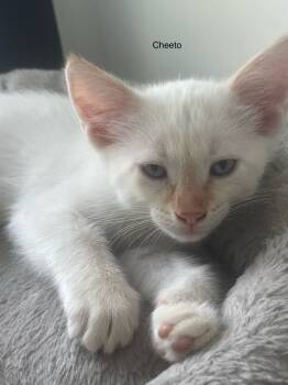 Rescue Domestic Short Hair Cats for Adoption in Ferndale, Michigan - Cheeto | PetCurious