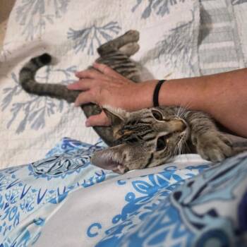 Lovely -  Domestic Short Hair Cat for Adoption in Fort Lauderdale, Florida - Lovely | PetCurious