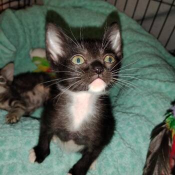 Spider -  American Shorthair Cat for Adoption in Fulton, Texas - Spider | PetCurious