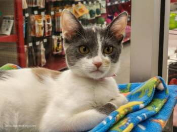 Nia -  Dilute Calico Cat for Adoption in Parlier, California - Nia | PetCurious