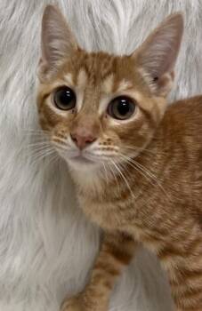 Mango -  Domestic Short Hair Cat for Adoption in Little Elm, Texas - Mango | PetCurious