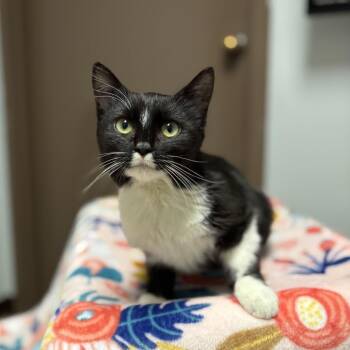 Domestic Short Hair Cats Available for Adoption in Fargo, North Dakota - Trinket | PetCurious