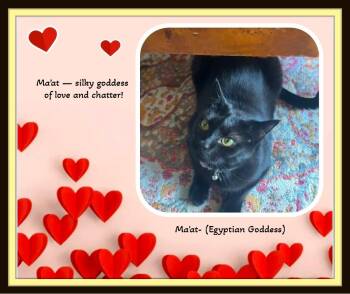Maat — named for the Egyptian goddess of harmony and love -  Domestic Short Hair Cat for Adoption in Winston-salem, North Carolina - Maat — Named For The Egyptian Goddess Of Harmony And Love | PetCurious
