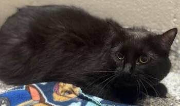Dahlila "Frankenstein" -  Domestic Long Hair Cat for Adoption in Jackson, Michigan - Dahlila "Frankenstein" | PetCurious