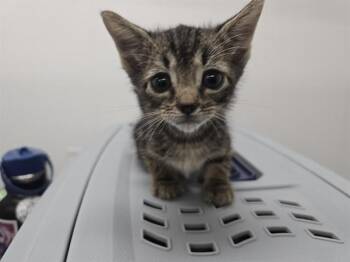 Domestic Short Hair Cats Available for Adoption in Fort Lauderdale, Florida - CHASE | PetCurious