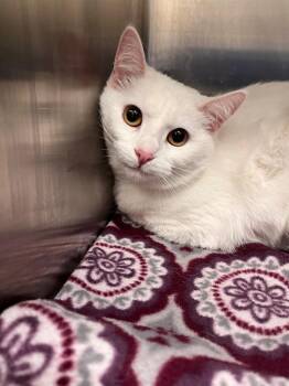 Domestic Short Hair Cats Available for Adoption - Hailey | PetCurious