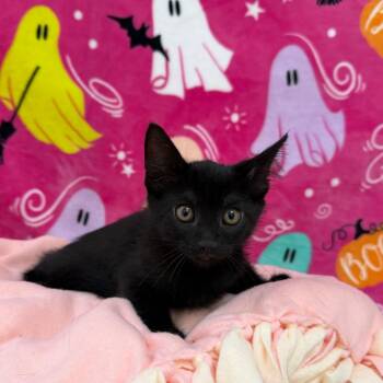 Joker -  Domestic Short Hair Cat for Adoption in Riverwoods, Illinois - Joker | PetCurious