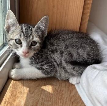 Poppy Woodville -  Tabby and Domestic Short Hair Cat for Adoption in Friendswood, Texas - Poppy Woodville | PetCurious