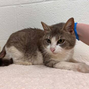 Prissy -  Domestic Short Hair Cat for Adoption in Lyndhurst, Virginia - Prissy | PetCurious