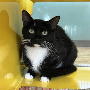 Vixey -  Domestic Short Hair Cat for Adoption in Abilene, Texas - Vixey | PetCurious