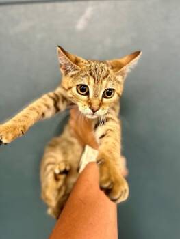 Domestic Short Hair Cats Available for Adoption in Victorville, California - Charlotte | PetCurious