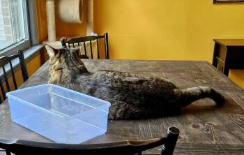 Domestic Short Hair Cats Available for Adoption - Hendrix | PetCurious