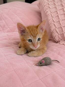 Diego -  American Shorthair Cat Available for Adoption in Poway, California - Diego | PetCurious