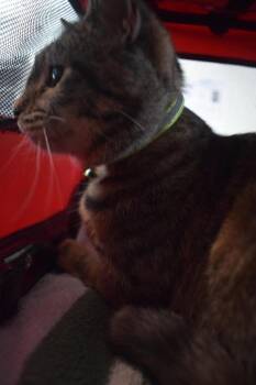 Domestic Short Hair Cats Available for Adoption - Athena | PetCurious