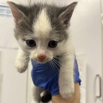 Leroy -  Domestic Short Hair Cat for Adoption in Cedar Rapids, Iowa - Leroy | PetCurious