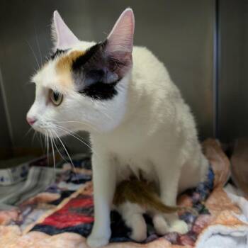 Parmesan -  Domestic Short Hair Cat for Adoption in Columbia, Missouri - Parmesan | PetCurious