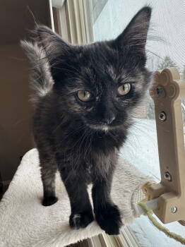 Rescue Domestic Long Hair Cats for Adoption in Livonia, Michigan - Dg Litter Ziva | PetCurious