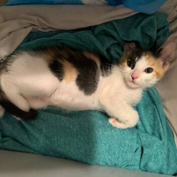 Dot -  Domestic Short Hair Cat for Adoption in Long Beach, California - Dot | PetCurious