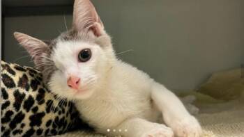 Rescue Domestic Short Hair Cats for Adoption in Houston, Texas - Cye | PetCurious