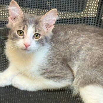 Sully -  Domestic Long Hair Cat for Adoption in Pleasant Hill, California - Sully | PetCurious