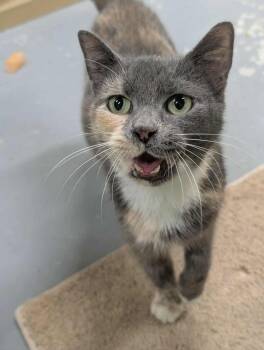 Domestic Short Hair Cats Available for Adoption - Smokie | PetCurious