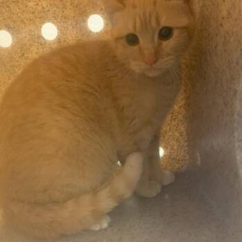 Domestic Short Hair Cats Available for Adoption - POCUS | PetCurious