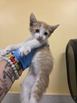 Domestic Short Hair Cats Available for Adoption in Honolulu, Hawaii - Nacho | PetCurious