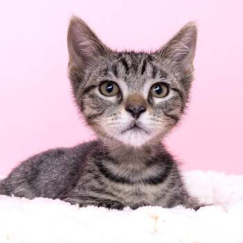 Pachycephalosaurus -  Domestic Medium Hair Cat for Adoption in Franklin, Tennessee - Pachycephalosaurus | PetCurious