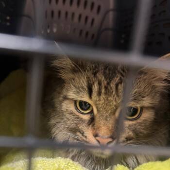 Grandmas Fine China -  Domestic Medium Hair Cat for Adoption in York, Pennsylvania - Grandmas Fine China | PetCurious