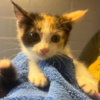 Hazel -  Domestic Short Hair Cat for Adoption in Tuscaloosa, Alabama - Hazel | PetCurious