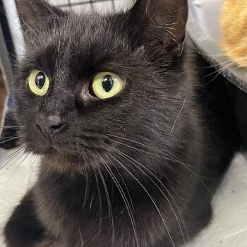 Domestic Short Hair Cats Available for Adoption - Martha | PetCurious